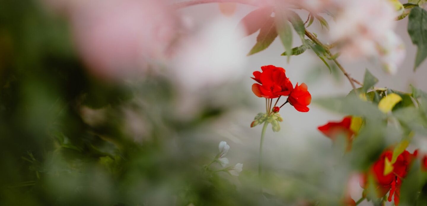 Bright red geranium flowers framed by soft green out of focus foliage